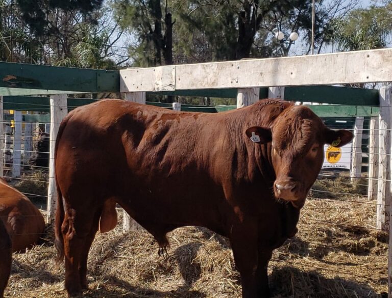 Bonsmara realizó su segundo Remate de la Raza en la Sociedad Rural de Jesús María