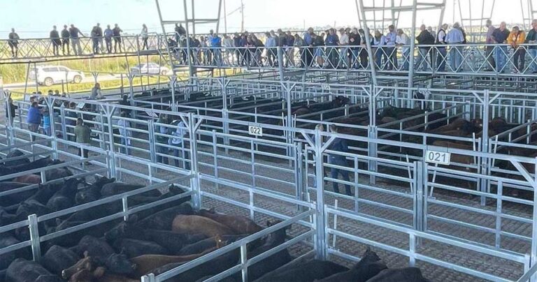 Más oferta y baja en los precios: las categorías que cayeron en Cañuelas $50 el kilo