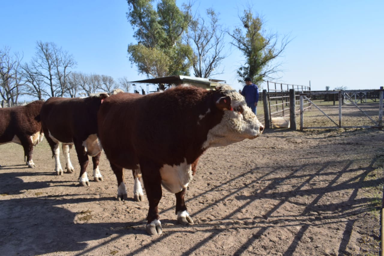 Toro de Cabaña Las Tres Marías se impuso en la 6ta Prueba a Campo Hereford en Santa Julia