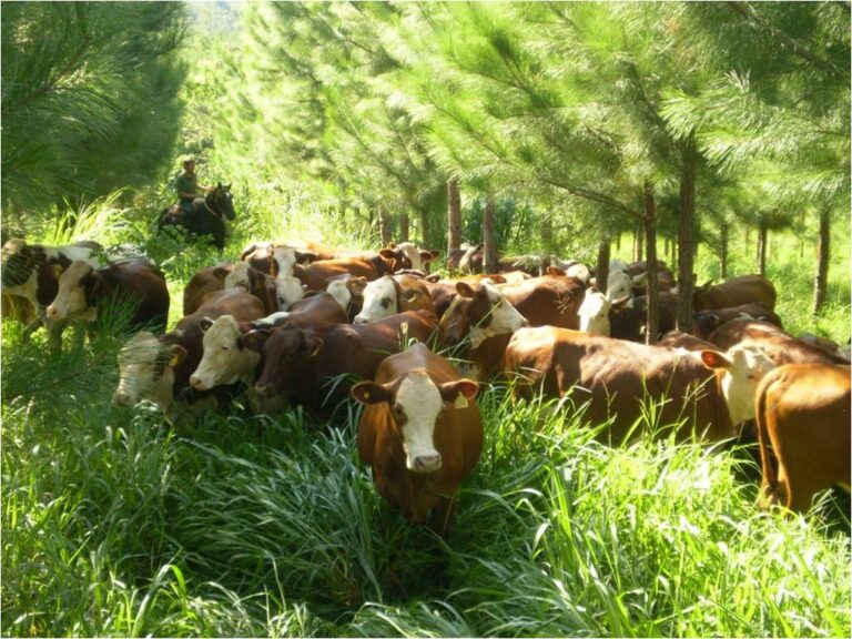 Este jueves, Jornada a Campo del IPCVA en Misiones: madera, carne y huella de carbono