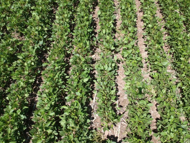 Gemmit Top: el herbicida con tecnología de micronizado con efectivo control de Malezas