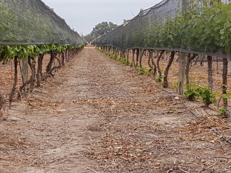 La Vid tiene nuevas soluciones herbicidas para el control de Rama Negra y de brotes basales