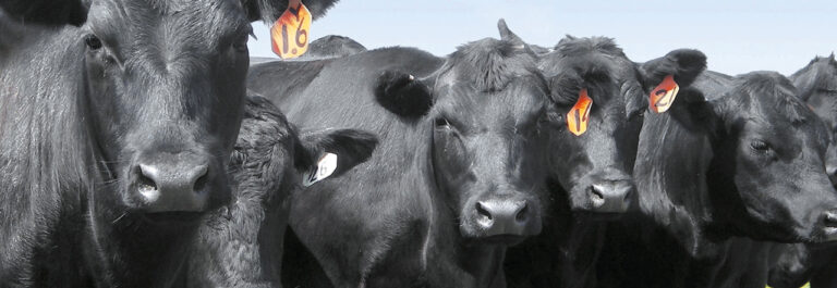 Expo Angus en Olavarría: Dos charlas clave para comenzar la primavera