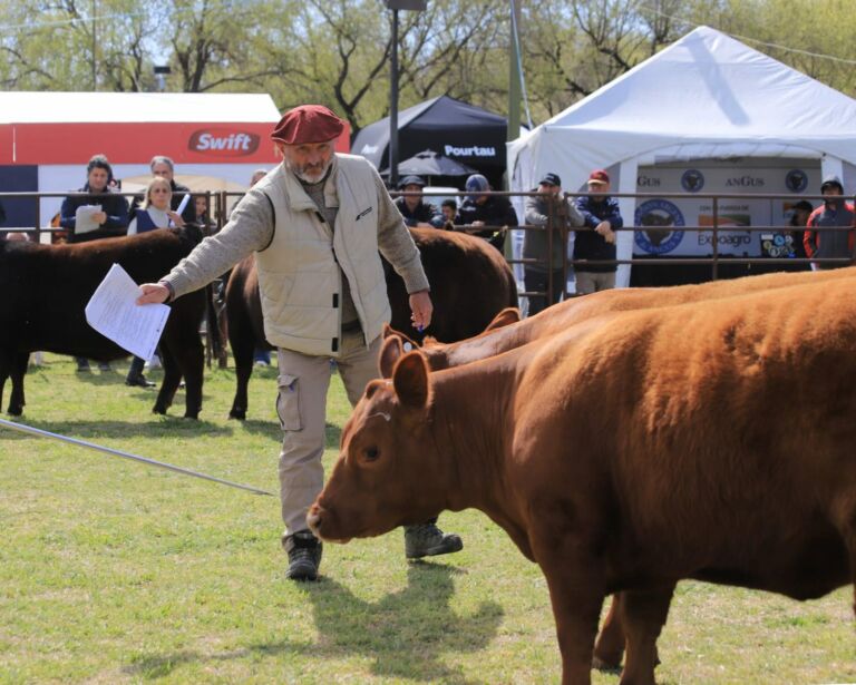 La calidad de los ejemplares sorprendió en la primera jornada de la Expo Angus de Olavarría