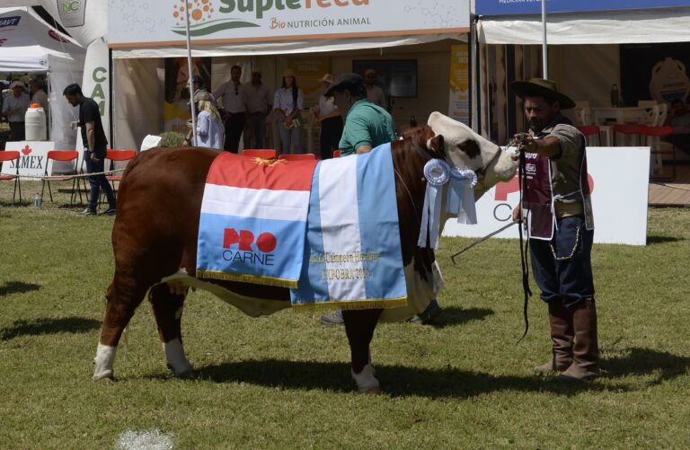 En Santiago del Estero se conocieron cuáles son las mejores hembras de Braford, Brahman y Brangus