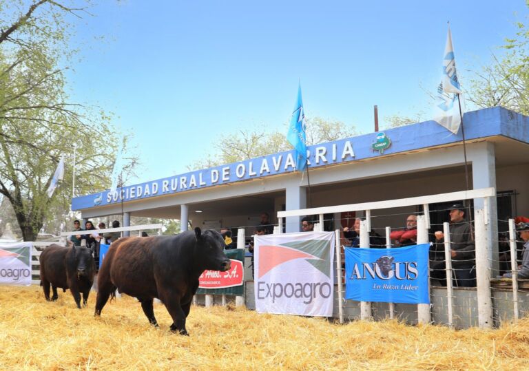 En el último día de la Expo Angus de Primavera, los Puro Controlado sorprendieron con su genética