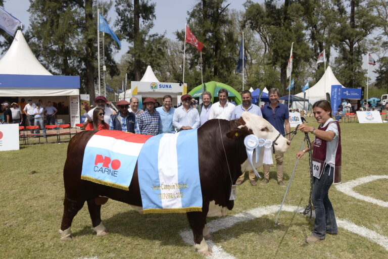 ExpoBRA 2023: Definiciones en las juras de machos de Braford, Brahman y Brangus