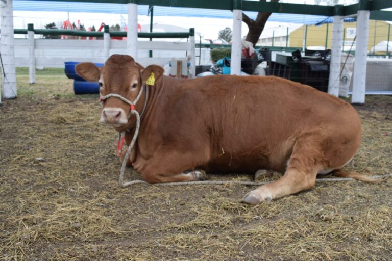 Pruebas de Eficiencia de Conversión en Limousin marcan muy buenos rendimientos entre razas carniceras