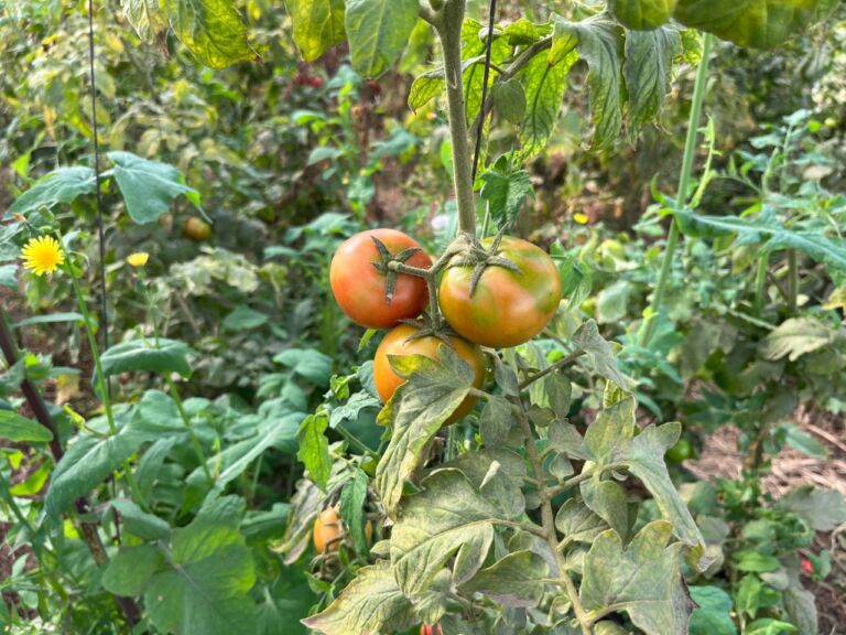 Senasa sigue con tu trabajo interinstitucional para prevenir el Virus Rugoso del Tomate
