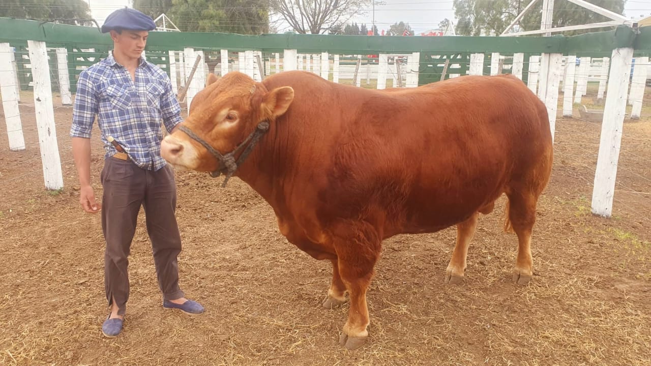 Un Torito Limousin, el Primero en ingresar al predio de la Expo Rural de Jesús María