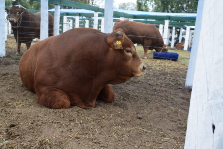 Limousin tiene  todo listo para su Gran Expo de Primavera en la Rural de Jesús María