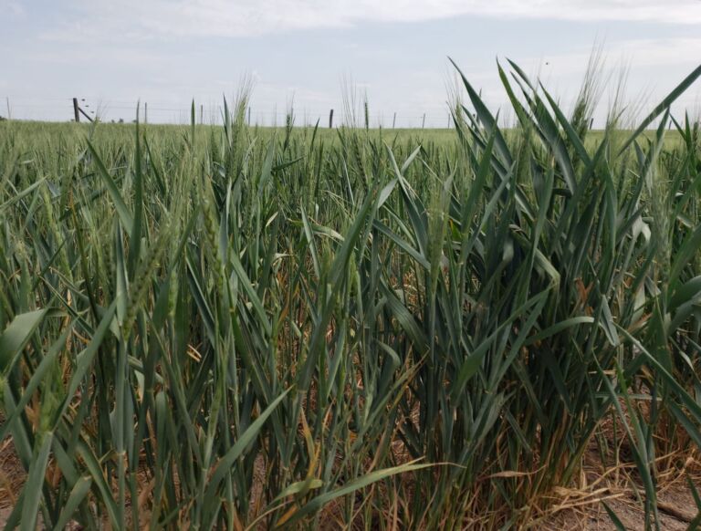 Tras las lluvias, solo el 30% del trigo de la región alcanzaría 35 qq/ha