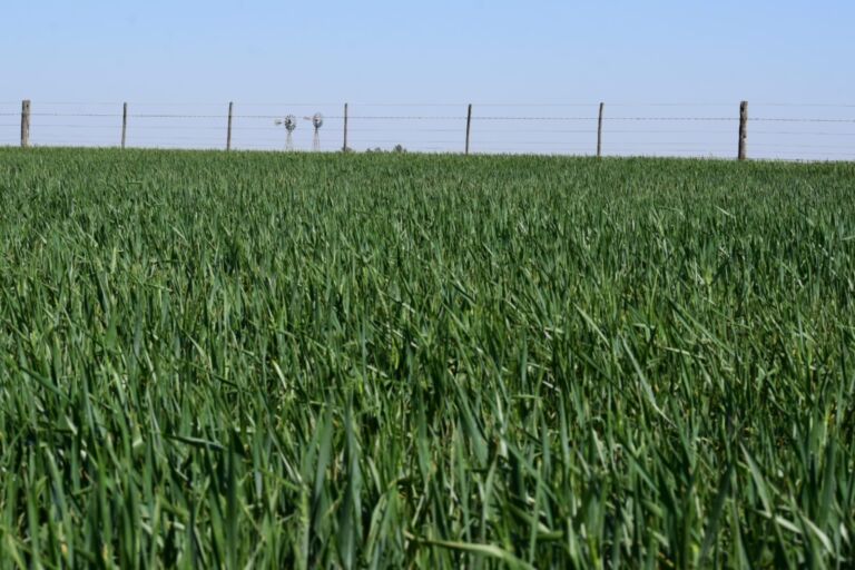 Lotes de trigo y garbanzo en mal estado aumentaron respecto al mes anterior debido a estrés