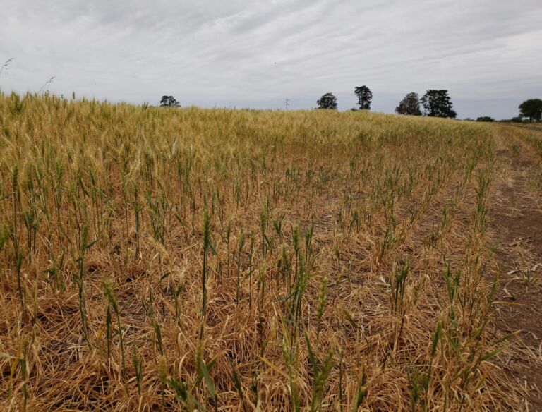 Con el 90% de la región con sequía y escasez hídrica empeora el trigo y hay recortes en maíz