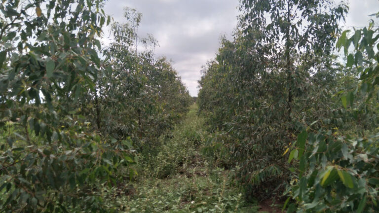 El proyecto de un productor Aapresid que en Santiago del Estero salió de los modelos conocidos