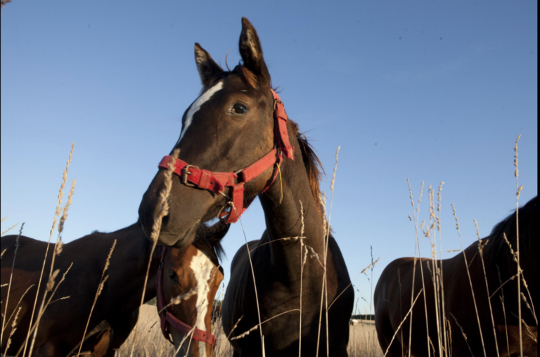 Encefalomielitis equina: refuerzan acciones para prevenir y contener la enfermedad