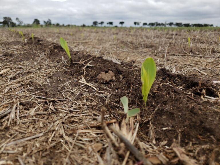 Grupo Río Seco y Legume ponen en marcha inédita Red de Ensayos de Maíz en el norte de Córdoba, Chaco y Santiago