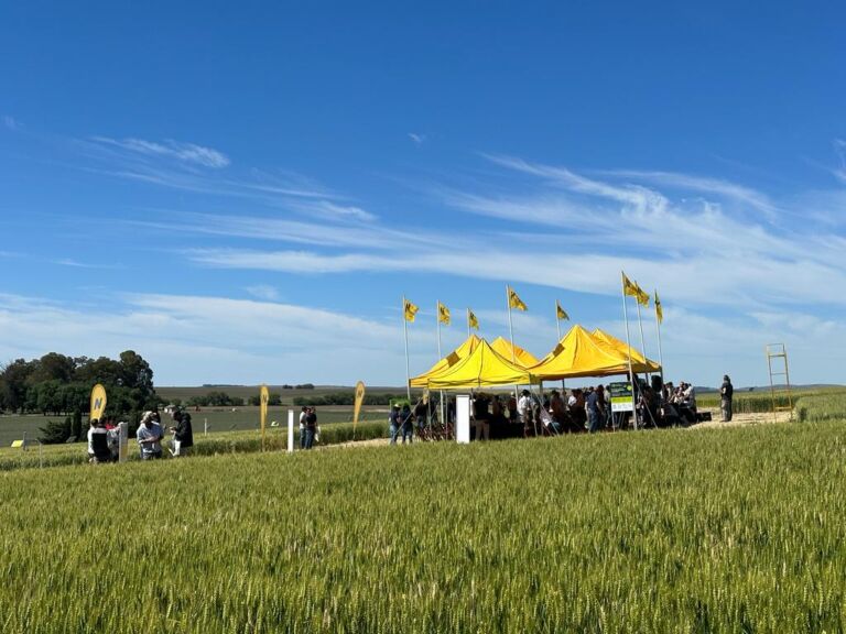 Las variedades de Nidera expresaron su potencial en Jornada Campo Líder en Tandil