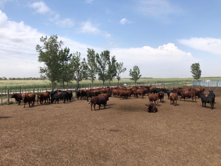 Con Organización de Angus Centro, en marcha la 22° Prueba Pastoril «Test del Rio Quinto»