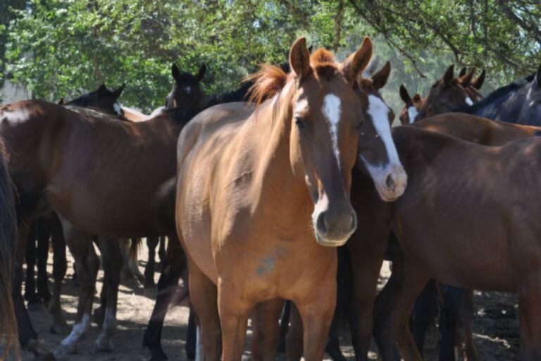Confirmaron tres casos humanos de encefalitis equina del oeste