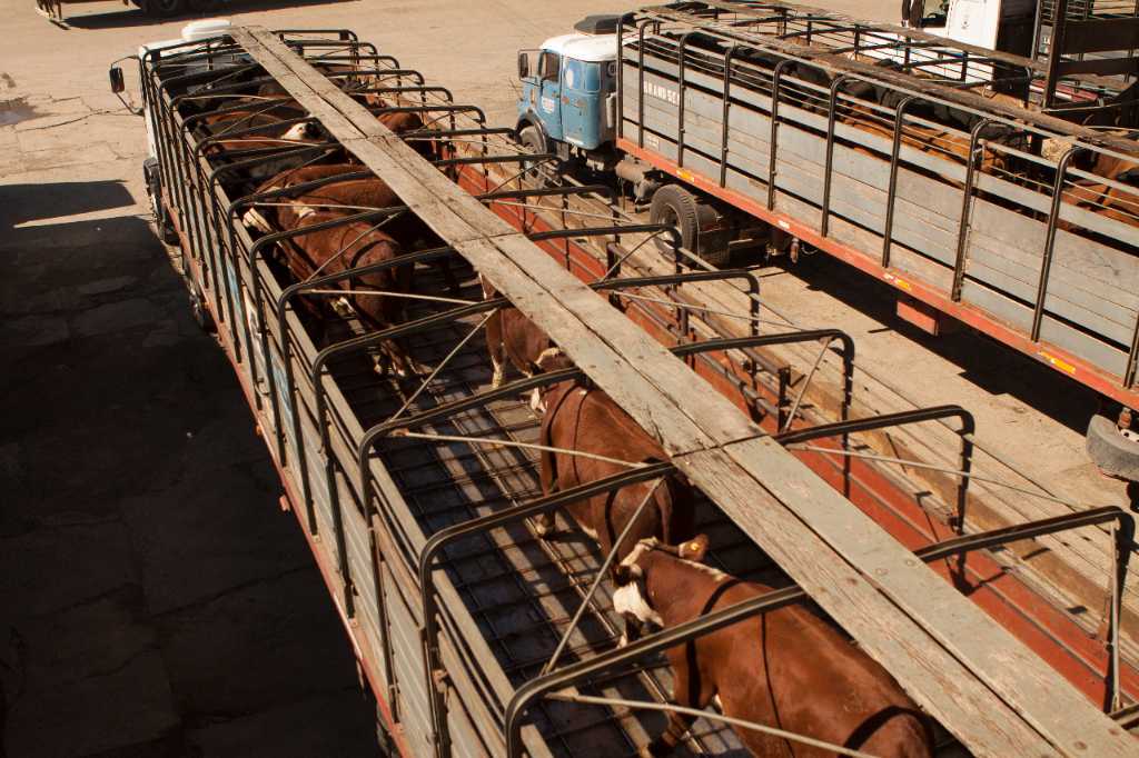Bienestar animal: recomendaciones para evitar el estrés térmico en el traslado de hacienda