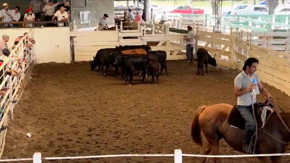 Suba en la invernada y baja en la hacienda de consumo, en el remate de la SRJM