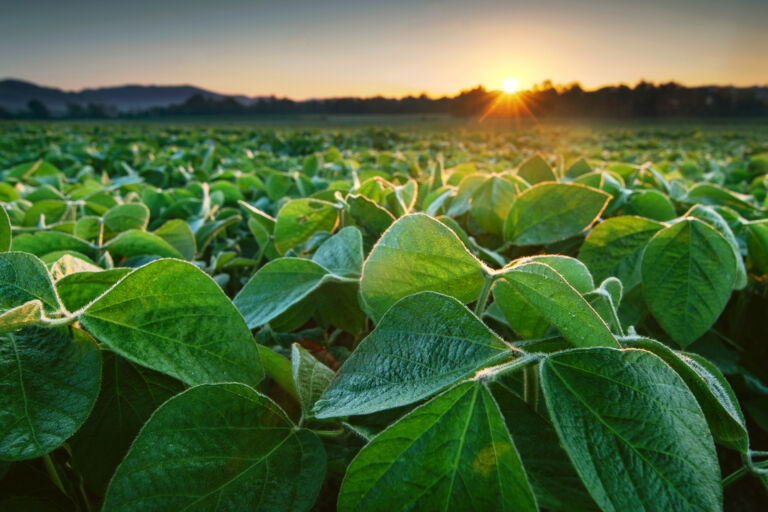 Taisei marca la evolución de Howler, un producto biológico de Summit Agro
