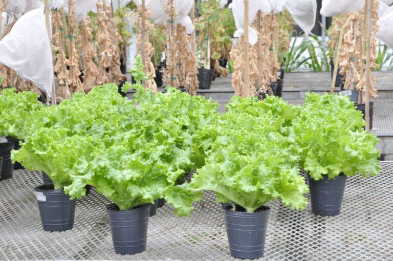 Autorizan al INTA a realizar ensayos con lechuga para obtener una variedad mejorada