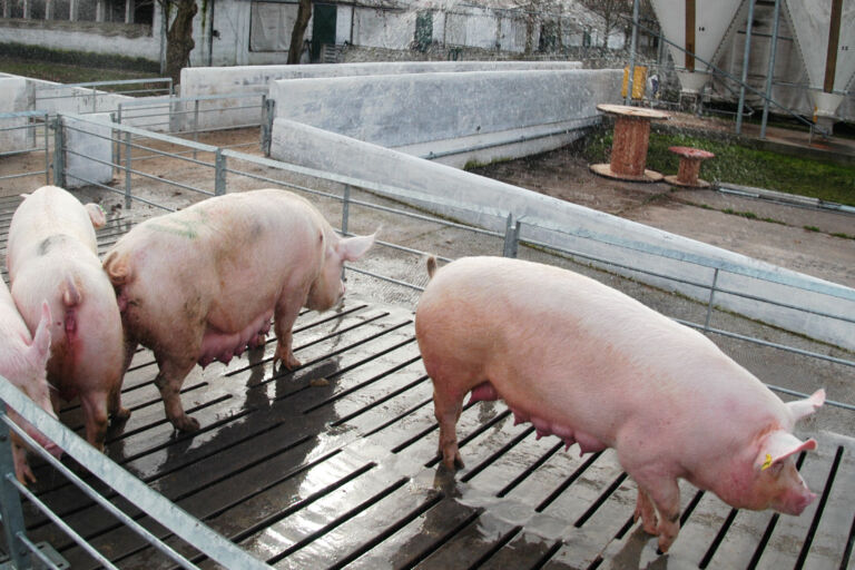 Autorizan la vacuna Myosphere para mejorar la sanidad porcina argentina