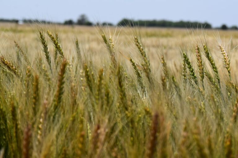 La Niña es un hecho: Recomiendan acciones para mantener las reservas de humedad en el suelo