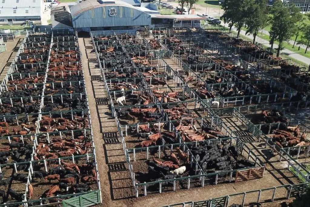 Fuerte suba de la invernada en el Remate de la Rural de Jesús María