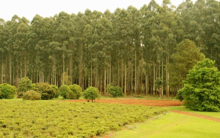 En el Día de los Bosques, Senasa destaca el Plan de Sanidad para Proteger el Patrimonio Forestal