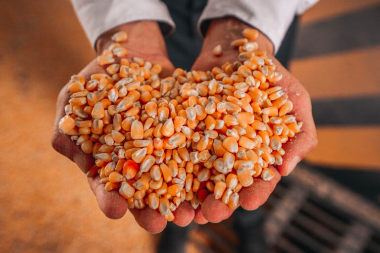 Innova Force, la levadura genéticamente modificada por Novonesis para la producción de biocombustibles