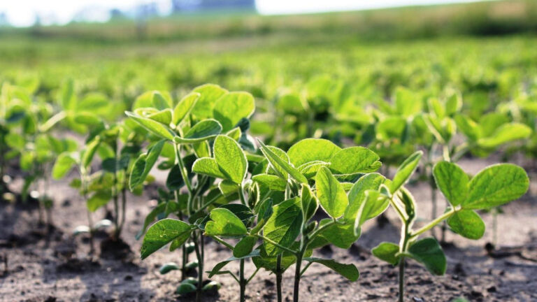 Presentan mapa de zona productoras de Soja en Argentina
