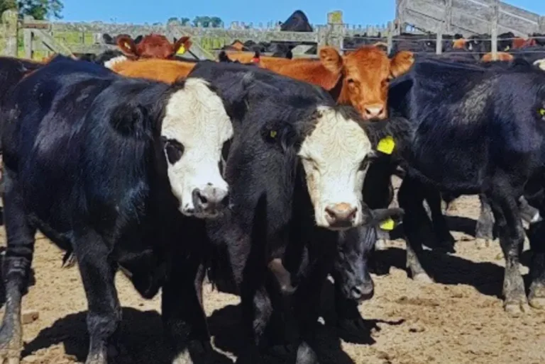 Mejoramiento genético en los rodeos
