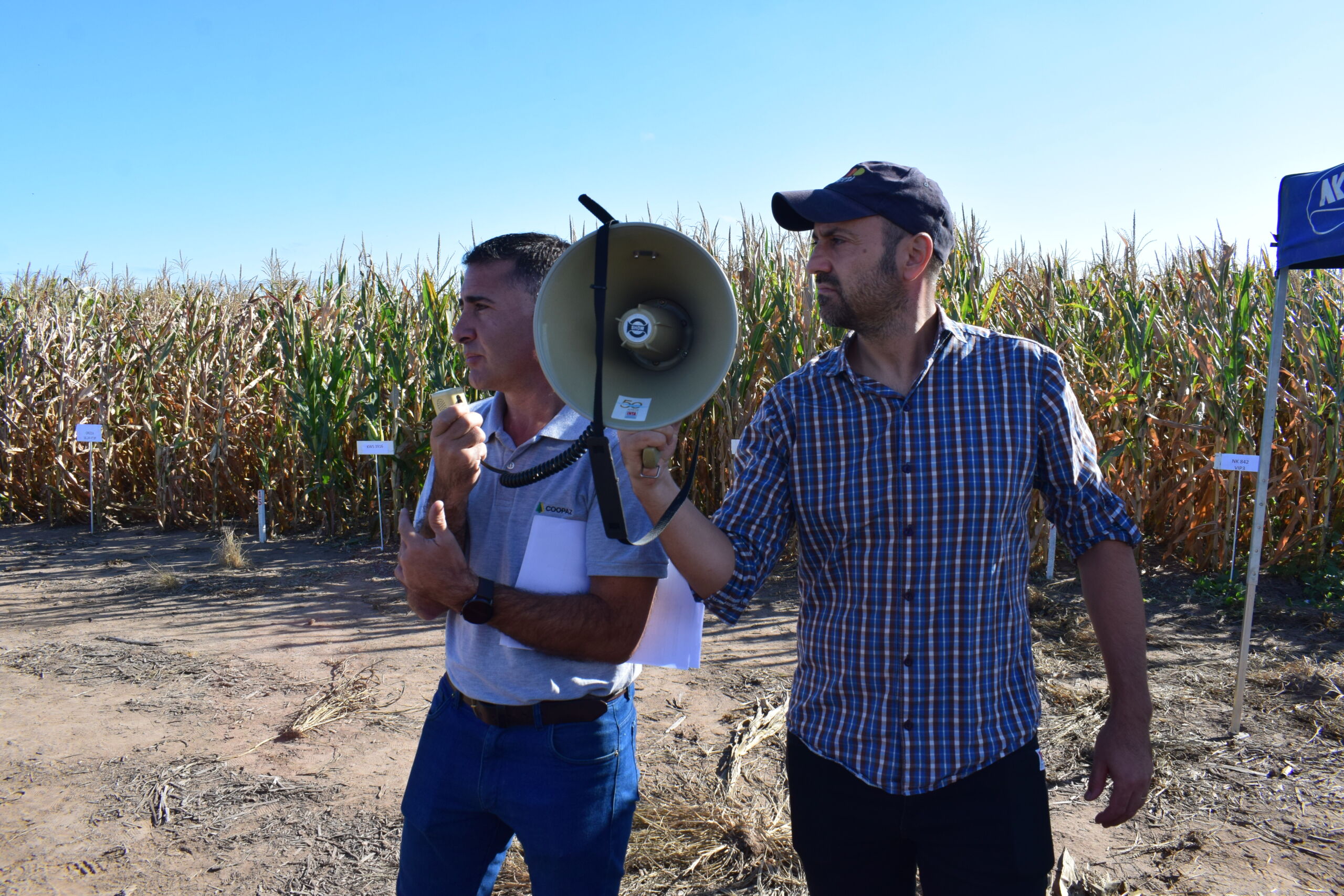 La Chicharrita en el Norte de Córdoba, protagonista de la jornada de Maíz