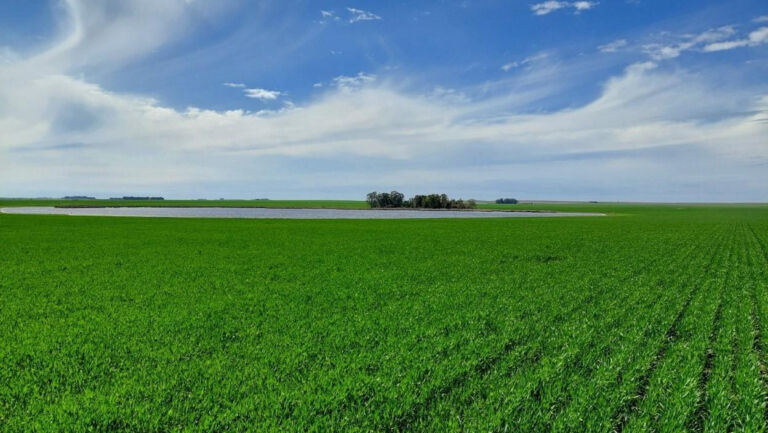 Pensando en la campaña fina, FMC lanza Azugro® herbicida para control de ryegrass