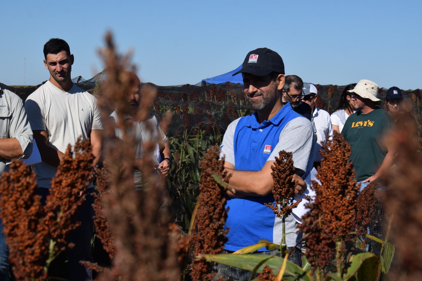 Ensayos de Sorgo de INTA Manfredi: variedades con mayor resistencia al pulgón