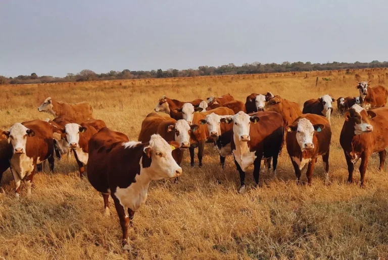 Pautas de manejo en rodeos de cría durante el otoño