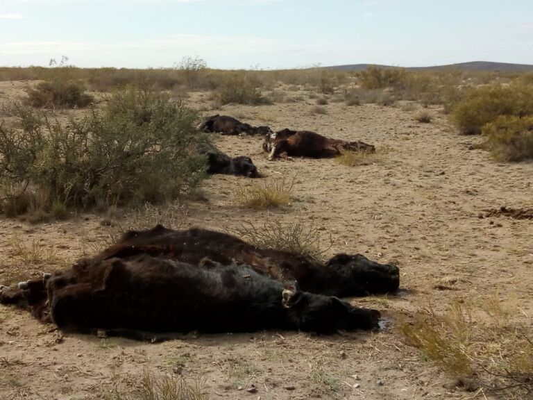 Grave afectación para la actividad ganadera en el sur pampeano por la extrema sequía