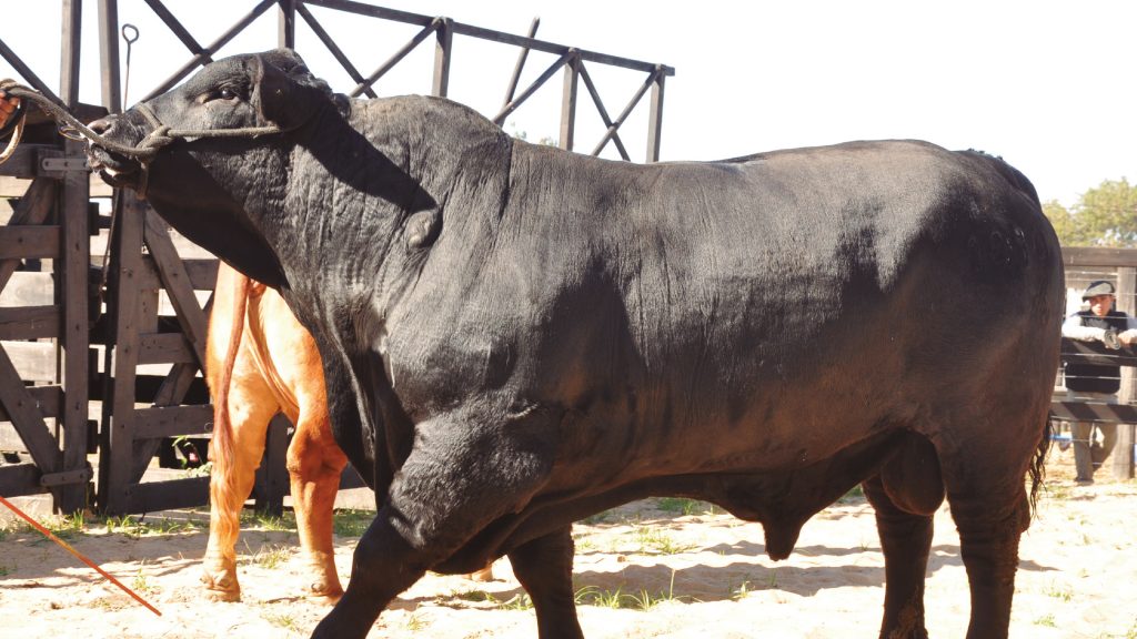Arrancan en Corrientes las Nacionales de las razas Braford, Brangus, Brahman y Hampshire Down