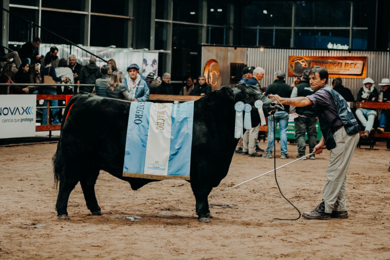 La Rubeta obtuvo el Supremo Gran Campeón Angus Macho y la Hembra fue para Tres Marías