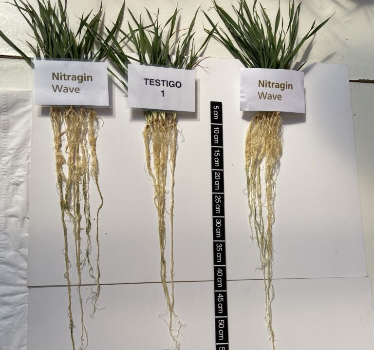 Inoculación de una “súper” bacteria puede sumar más de 200 kilos por hectárea en trigo y cebada 