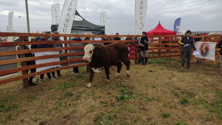 La raza Braford mostró gran calidad genética en la pista de AgroActiva