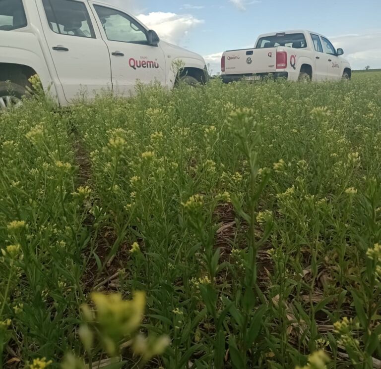 Una empresa pampeana busca duplicar sus hectáreas con Camelina para esta campaña