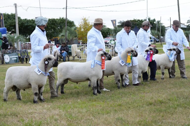 La Rural de palermo será sede del Primer Concurso de Jurados de Hampshire Down