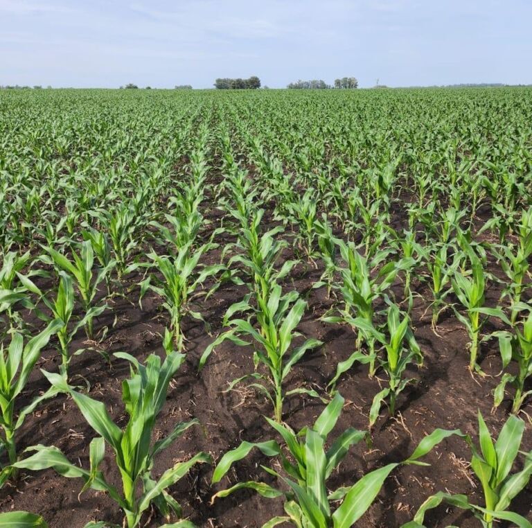Con el maíz temprano en inicio de floración, calculan que un 21% tendría casi asegurado buenos rindes