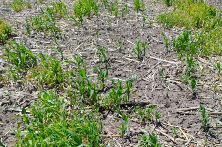 Claves para el control de maíz guacho con énfasis en la prevención del achaparramiento del maíz