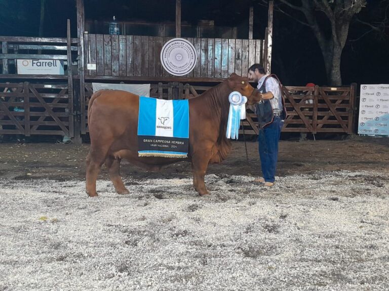 Un gran remate de Brangus coronó la Edición 2024 de las Nacionales Santander