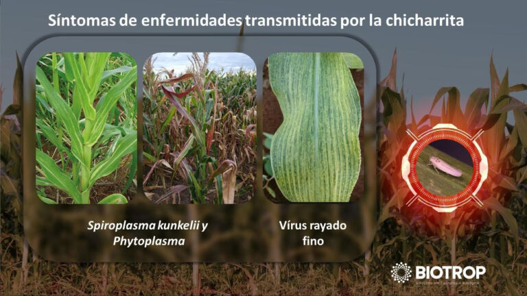 BIOTROP anuncia la aprobación de Biokato: bioinsecticida para el Control de la Chicharrita de Maíz
